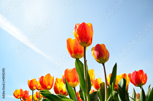 Fototapeta Naklejka Na Ścianę i Meble -  Tulips from a low point of view