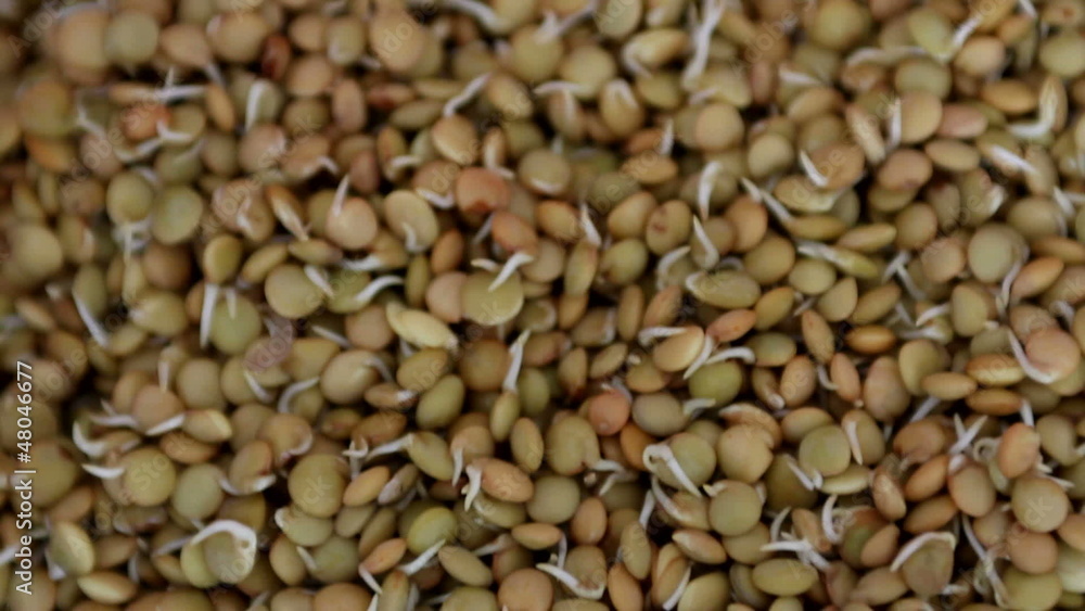 Hydroponically grown lentil sprouts for culinary use Hydroponically grown lentil sprouts for culinary use