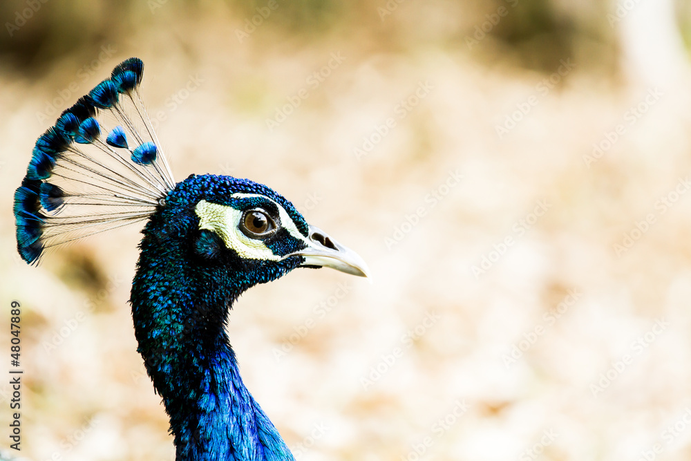 blue peacock in nightsafari chiangmai Thailand blue peacock in nightsafari chiangmai Thailand