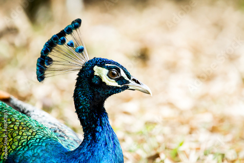 blue peacock in nightsafari chiangmai Thailand photo