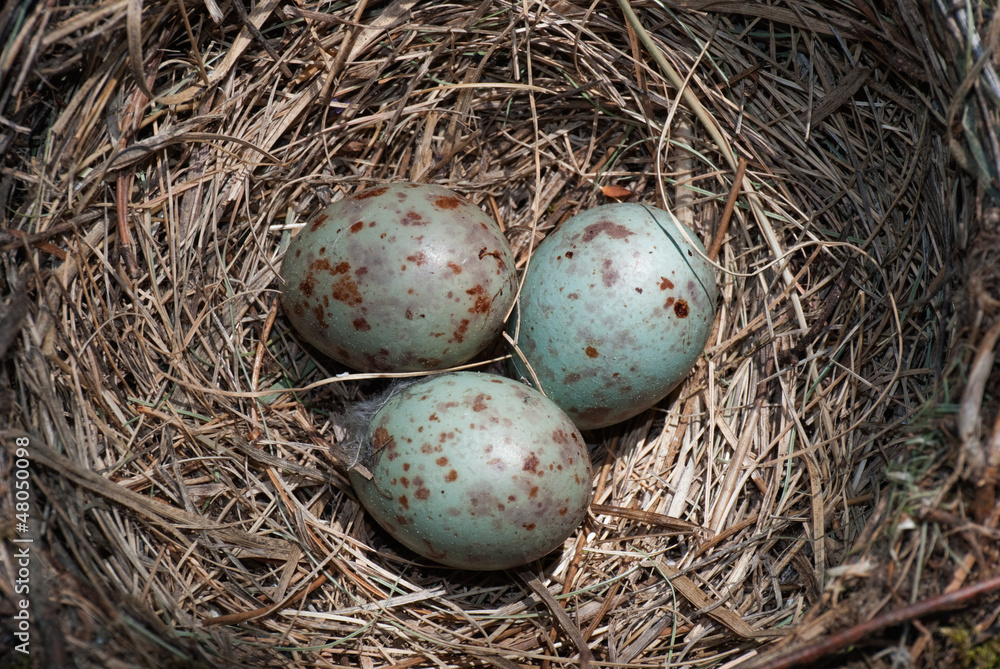 Mistle Thrush's nest with three eggs close-up Mistle Thrush's nest with three eggs close-up