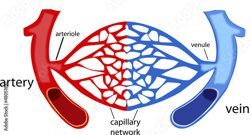 rete capillare photo