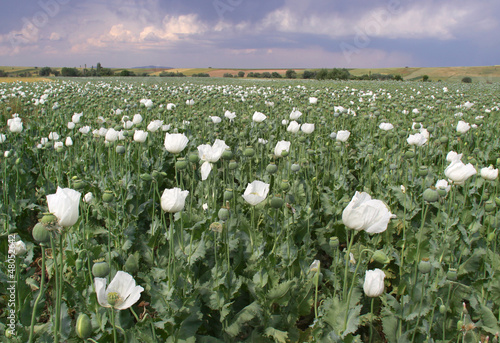 Opium Field with White Blossoms photo