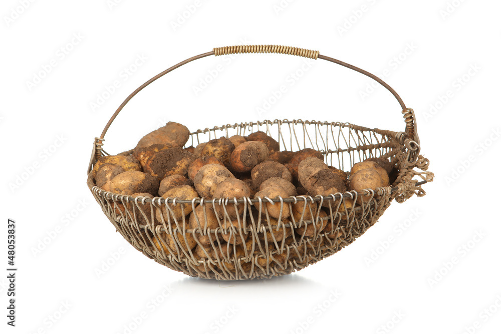 Basket of harvested organic potatoes