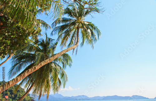 Fototapeta Naklejka Na Ścianę i Meble -  coconut tree