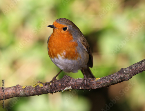 Close up of a Robin perched on a branch © scooperdigital
