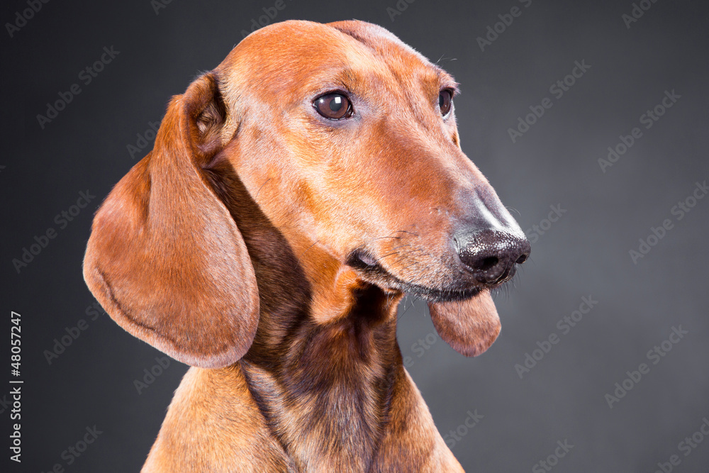 portrait of red dachshund