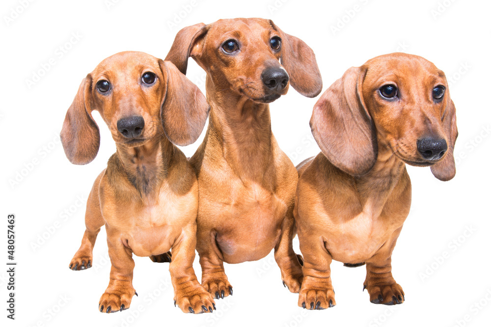 three red dachshund dogs on isolated white