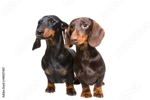 Fototapeta Naklejka Na Ścianę i Meble -  black and chocolate dachshund dogs on isolated white