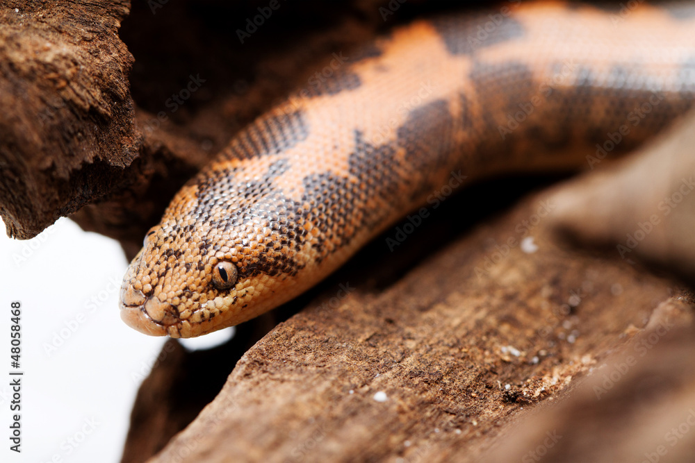 Fototapeta premium Kenyan Sand Boa
