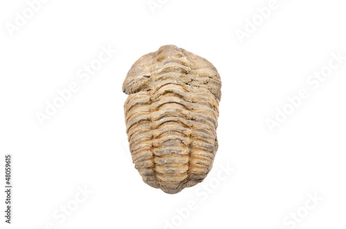 Trilobite fossil on white isolated background