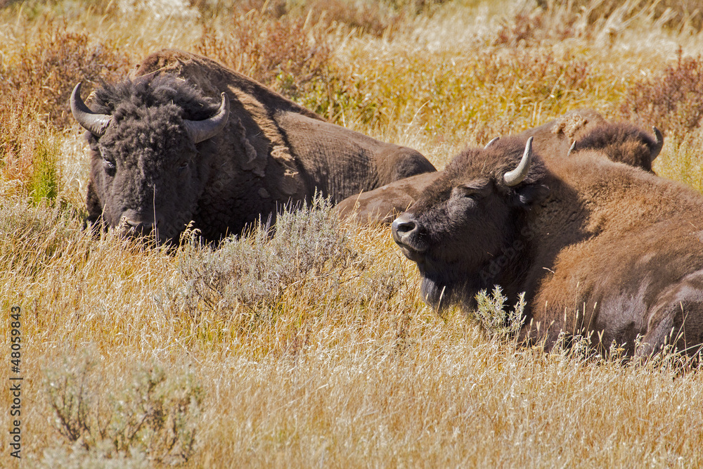 two wild bisons