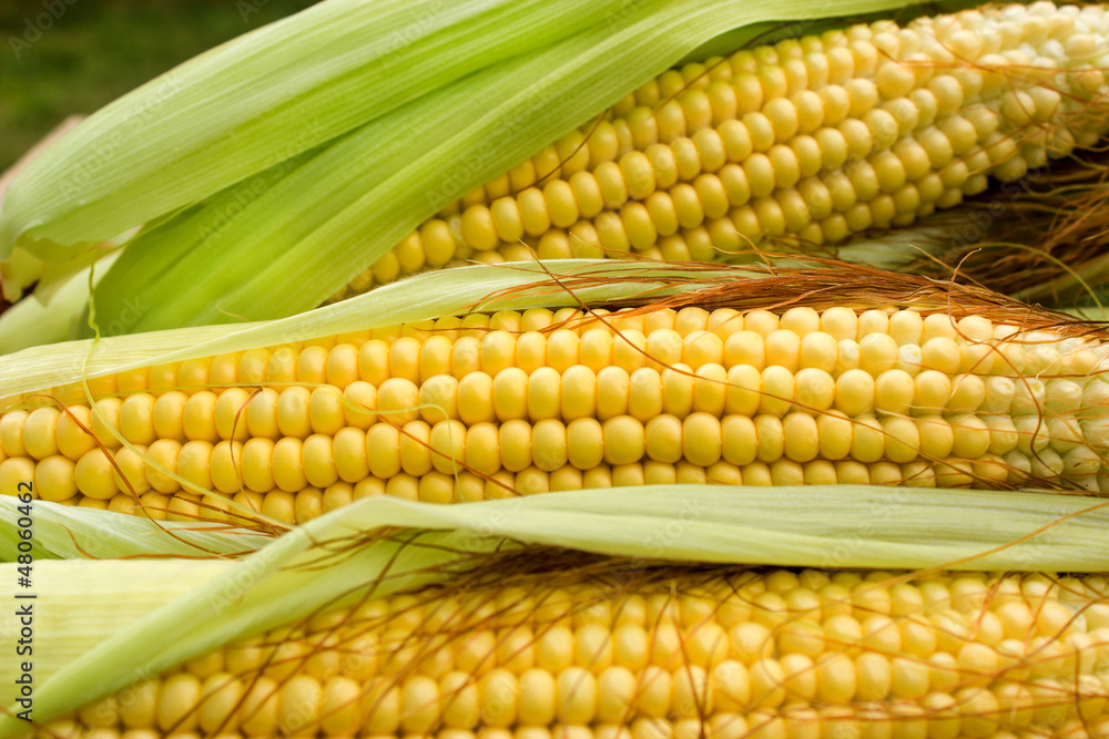 Fresh organic corn on cob Fresh organic corn on cob