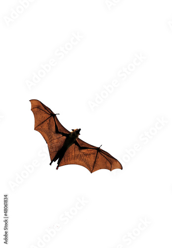 Ceepy Halloween fruit bat