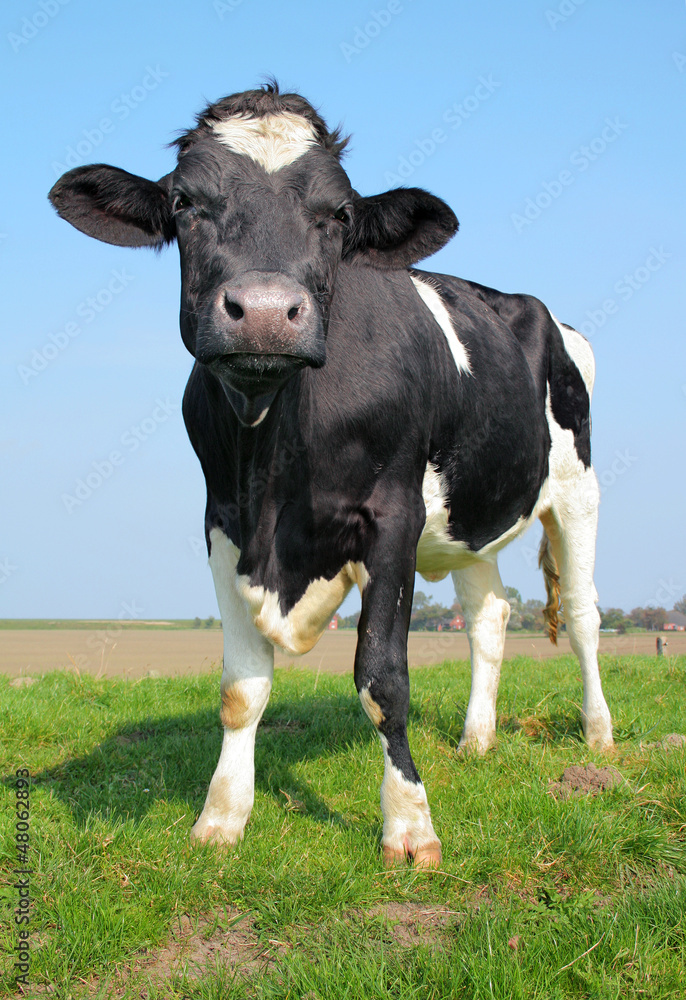 The looking cow