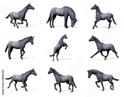 Set of blue roan horses - 3D render photo