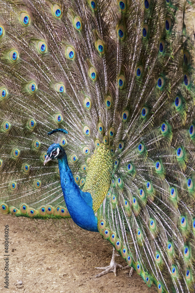 Obraz premium Real Turkey