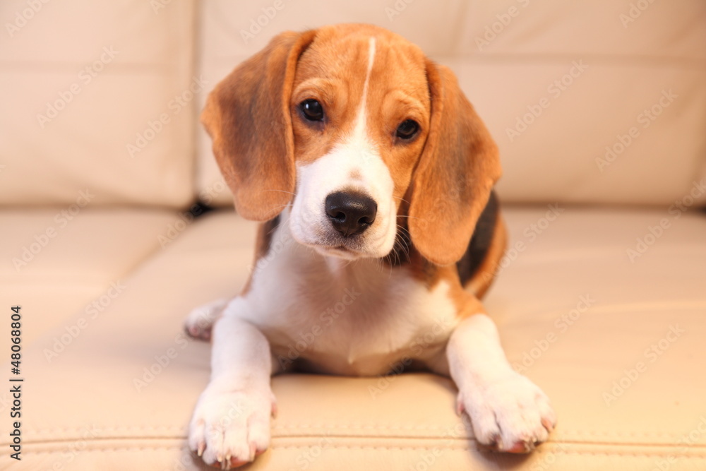 Female Beagle puppy on a white leather sofa
