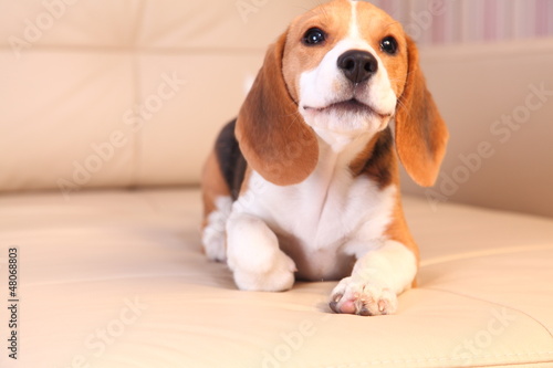 Female Beagle puppy on a white leather sofa, barking