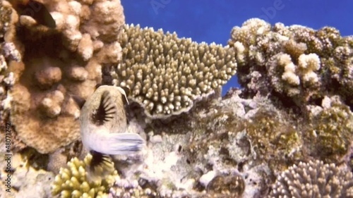 Masket pufferfish photo
