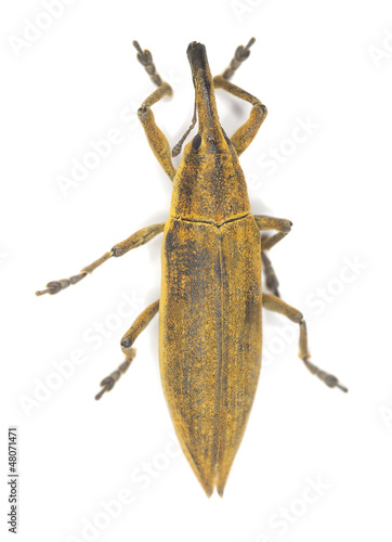 Yellow weevil  Lixus paraplecticus isolated on white