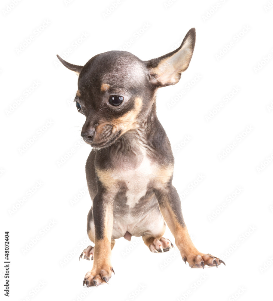 Russian toy terrier, isolated on a white background Russian toy terrier, isolated on a white background