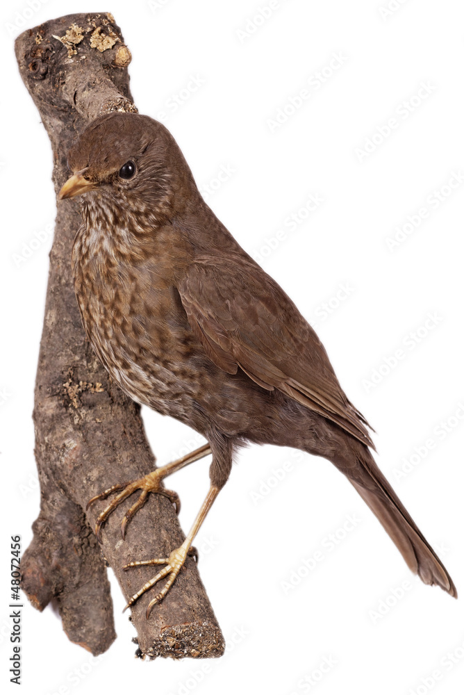Fototapeta premium Amsel (Turdus merula) freigestellt