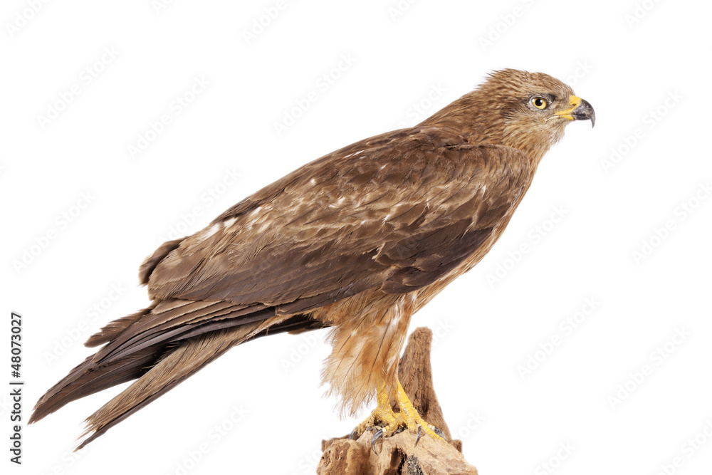 Schwarzer Milan (Milvus migrans) freigestellt Schwarzer Milan (Milvus migrans) freigestellt