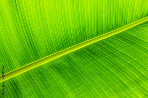 Texture background of backlit green leaf