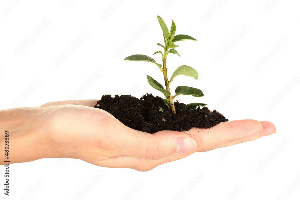 woman's hand holding a plant growing out of the ground, woman's hand holding a plant growing out of the ground,