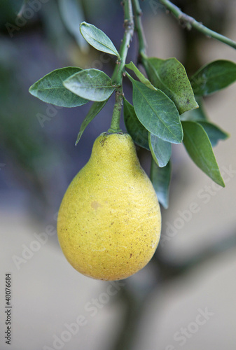 yellow citrus