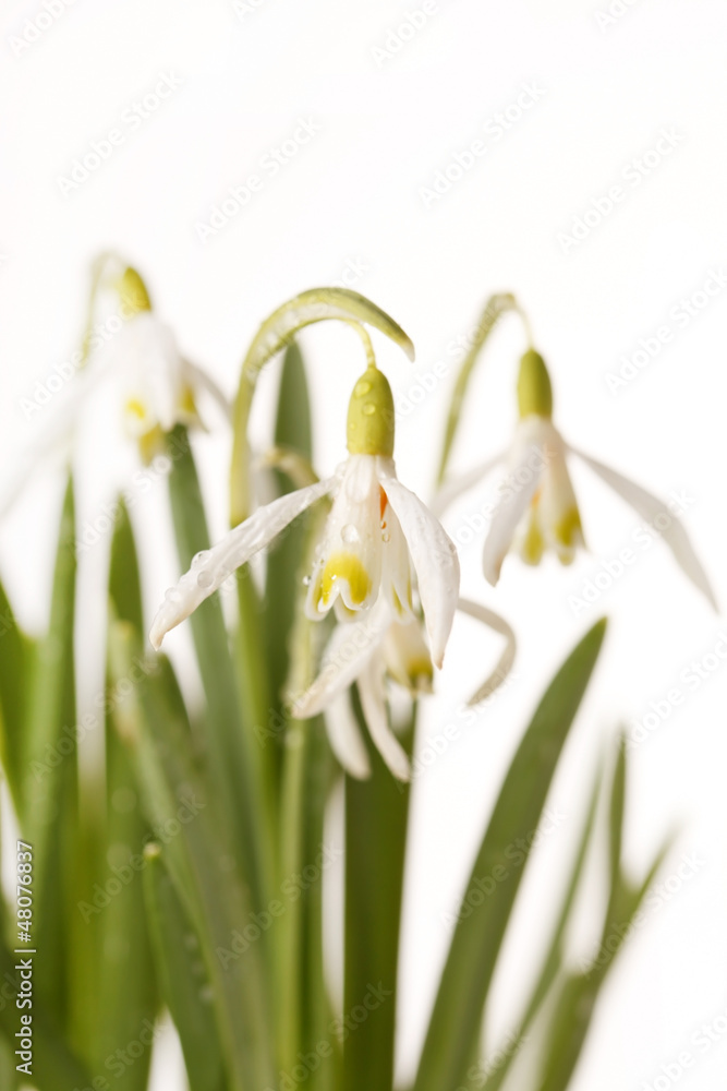 Obraz premium Snowdrop flowers