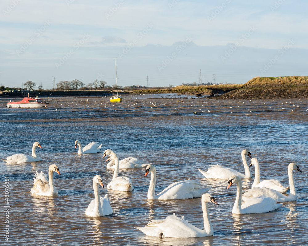 Twelve swans at Hullbridge