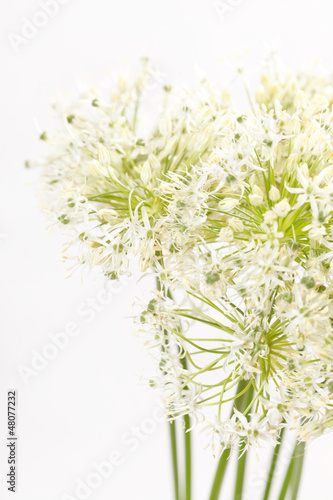 Fototapeta Naklejka Na Ścianę i Meble -  beautiful flowers