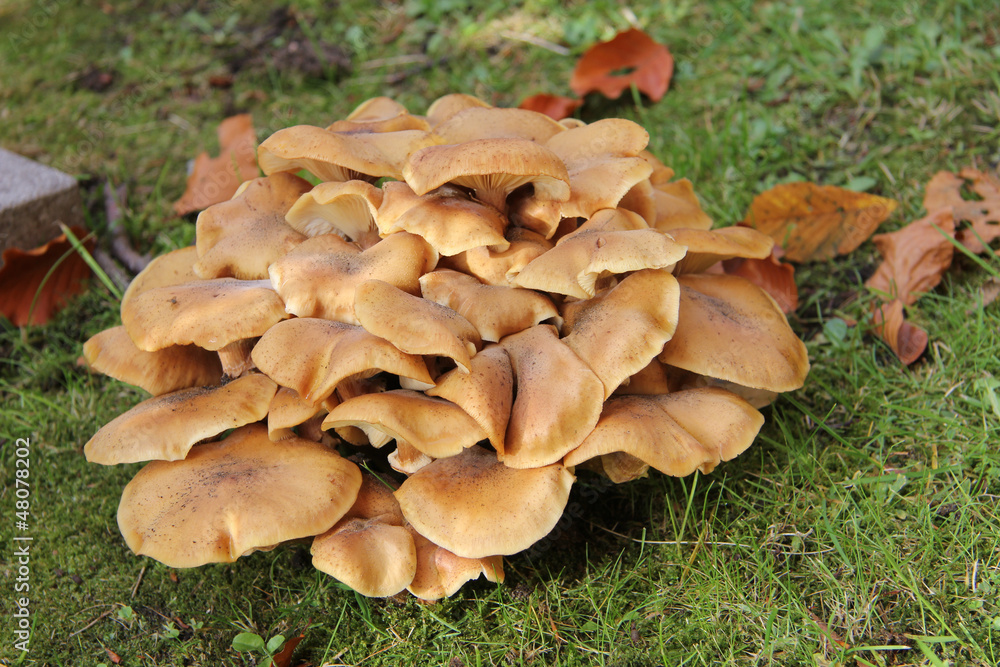 Mushrooms Mushrooms