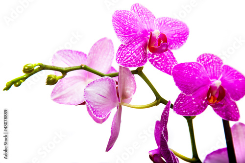 Pink streaked orchid flower  isolated 