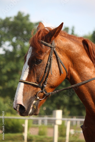 Beautiful sport horse portrait during dressage test