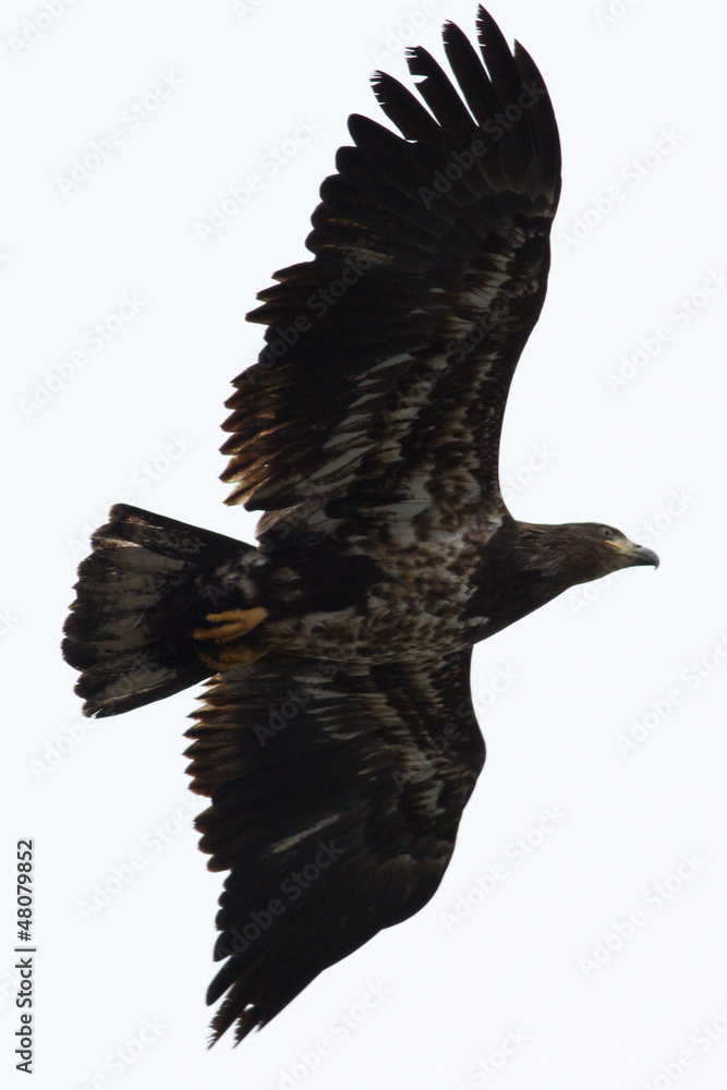 Fototapeta premium Juvenile bald eagle