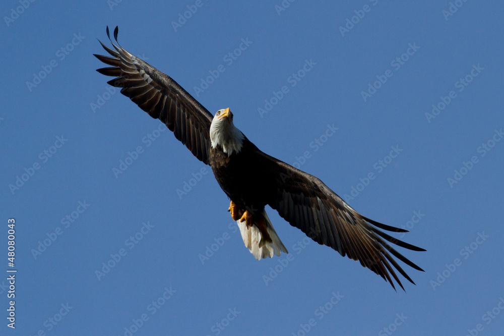Obraz premium American Bald eagle