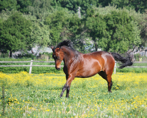 Beautiful latvian breed horse running at the the field