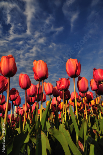 Red Tulips - Kırmızı Laleler