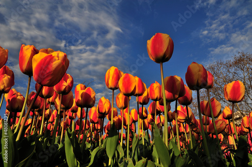 Red Yellow Tulips - Sar   K  rm  z   Laleler