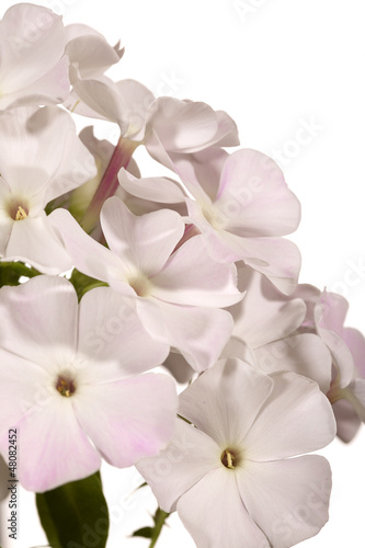Fototapeta Naklejka Na Ścianę i Meble -  Phlox flowers