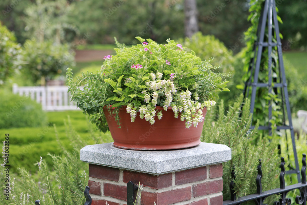 garden plants garden plants