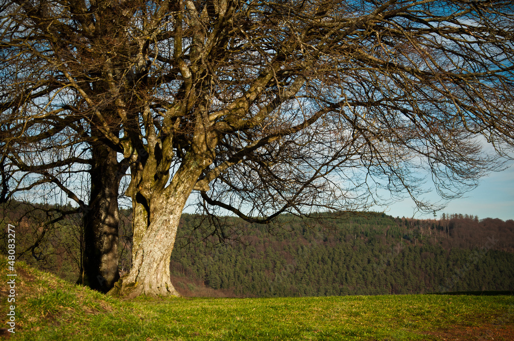 Obraz premium arbre château de Lutzelbourg