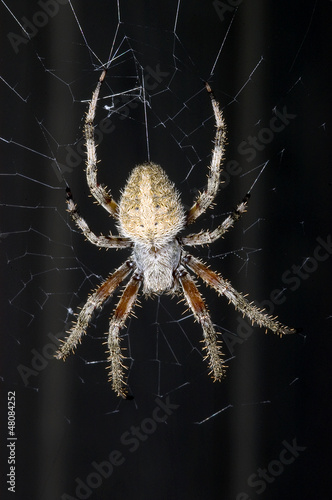 Barn spider, Araneus cavaticus, dorsal view, on web