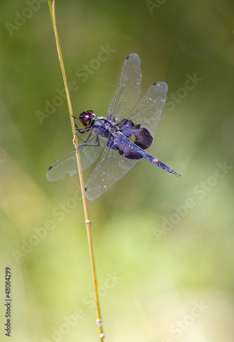 Foto Blue dragonfly on grass stem