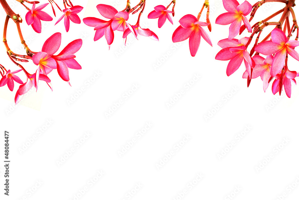 Frangipani isolated on white background Frangipani isolated on white background