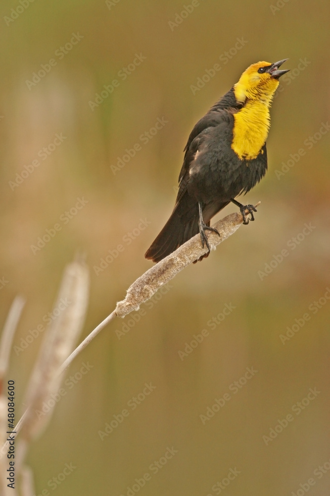 Fototapeta premium Yellow-headed Blackbird male (Xanthocephalus xanthocephalus)