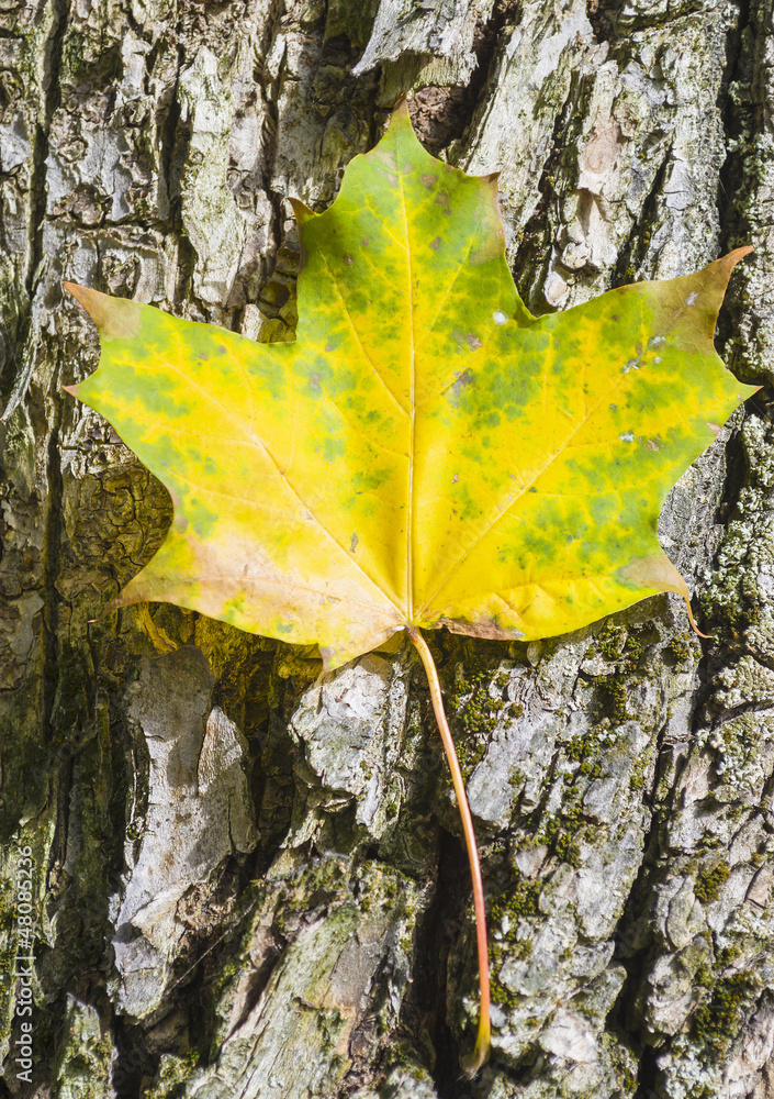 Autumnal maple leaf on trunk of a tree